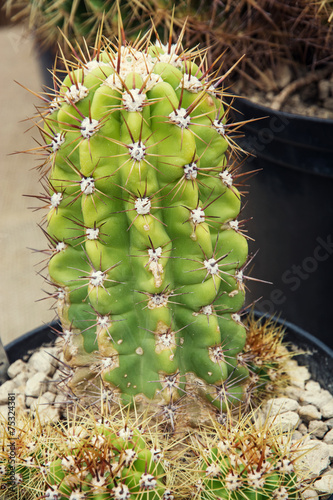 San Pedro cactus (Echinopsis pachanoi) photo