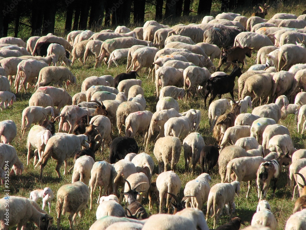 immense flock of sheep lambs and goats grazing immense flock of sheep lambs and goats grazing