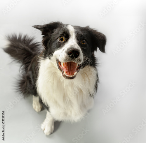 aufmerksamer Hund lächelt © fotofrank