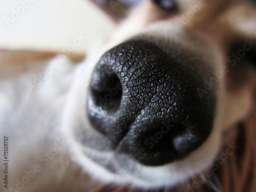 dog nose, close-up, front view,  29