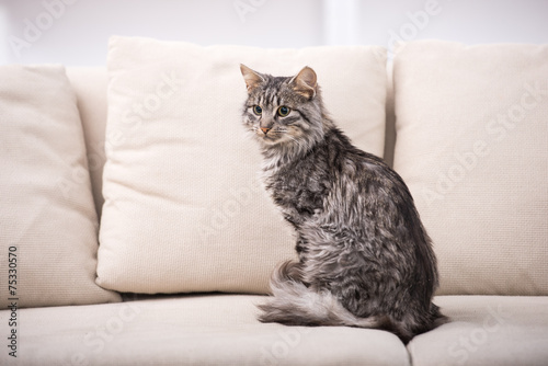 Wallpaper Mural Vet Torontodigital.ca