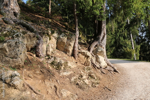 Baumstumpf im Wald neben Straße