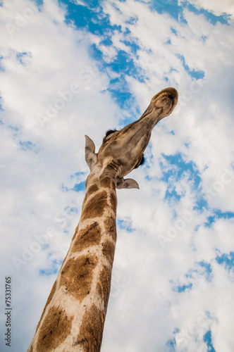 Giraffe Neck © jfjacobsz