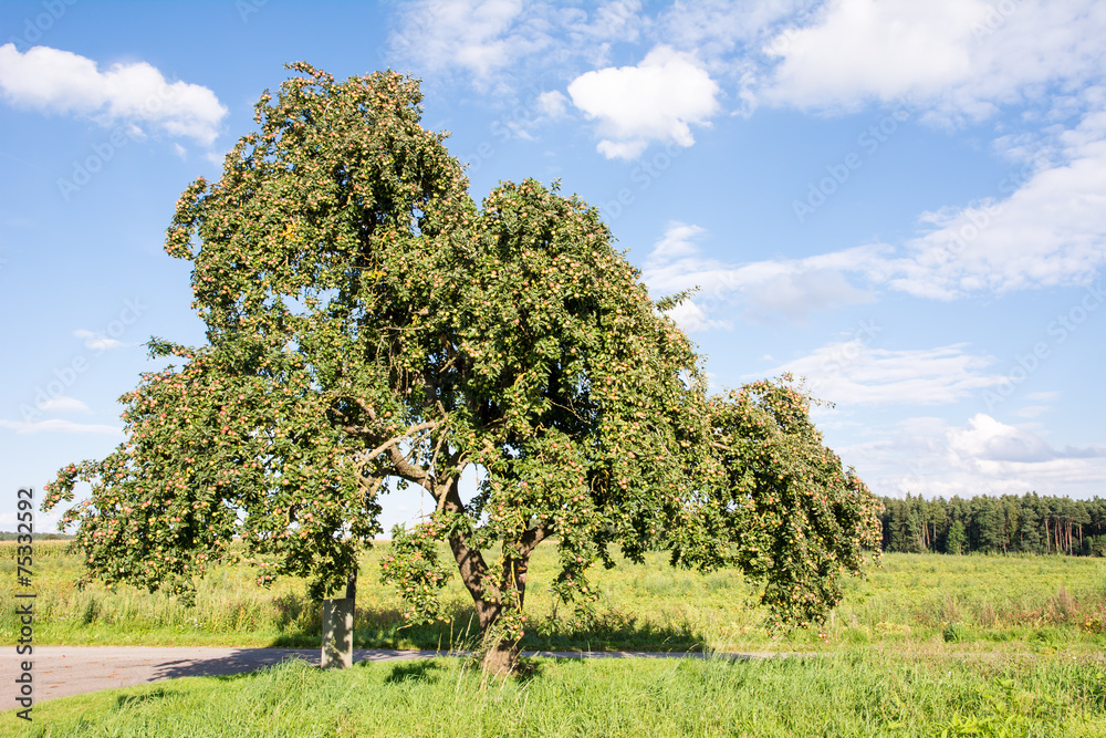 Countryside with an Old Apple Tree