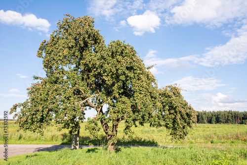 Countryside with an Old Apple Tree