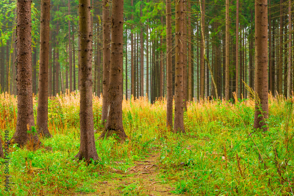high trunks of coniferous trees and forest vegetation