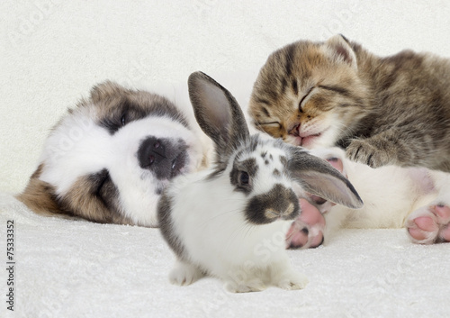 Puppy and kitten sleeping