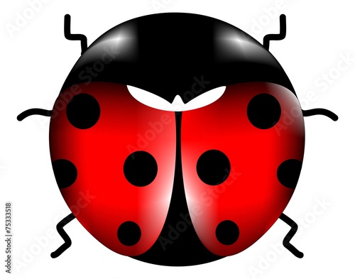coccinella