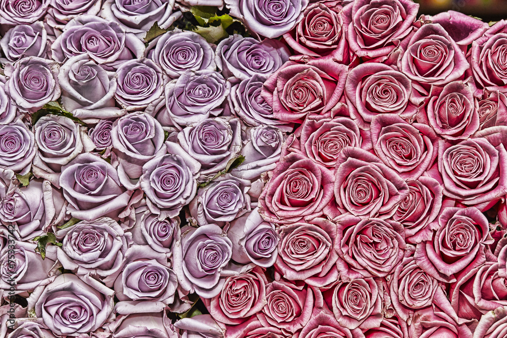 roses roses