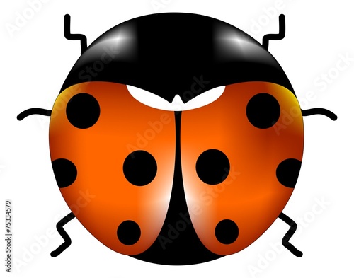 coccinella