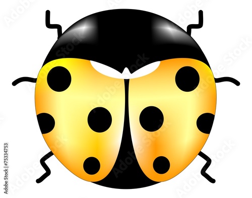 coccinella