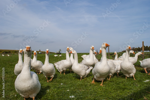 Leinwand Poster Flock of free range geese