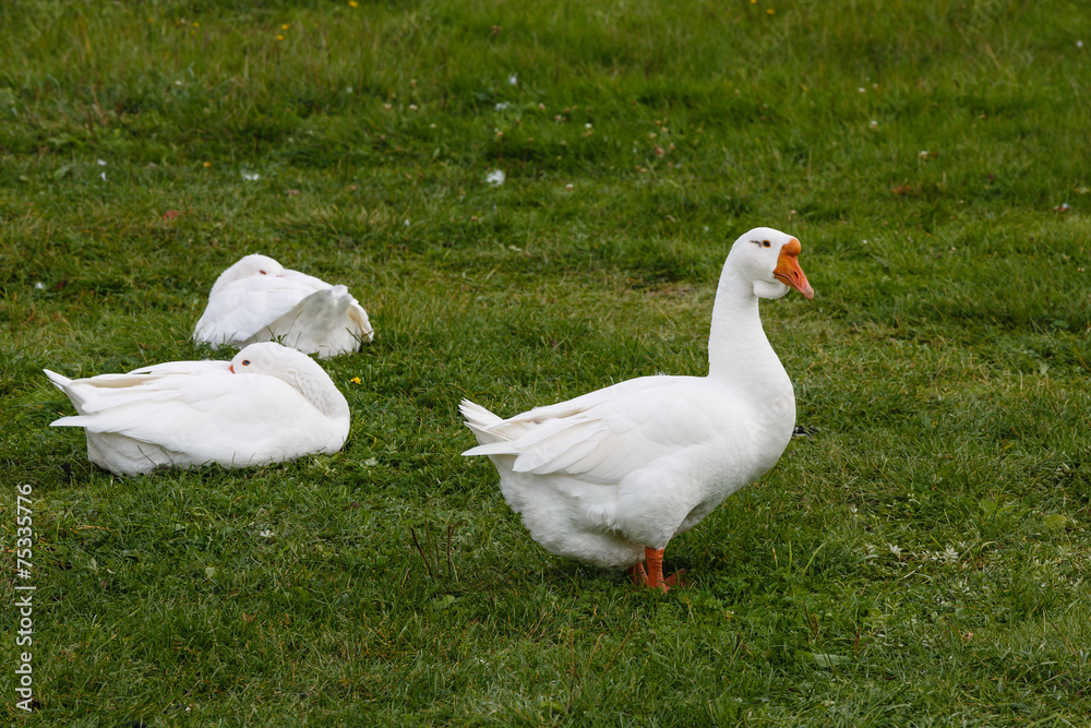 Obraz premium Geese on a green grass
