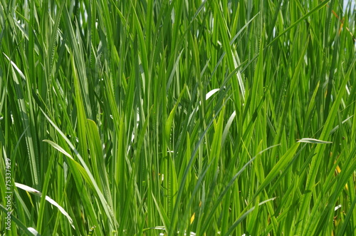 gras