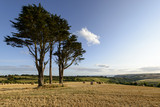 trees and stubble near Looe coast, Cornwall