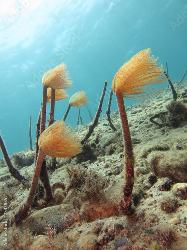 Sabella spallanzanii