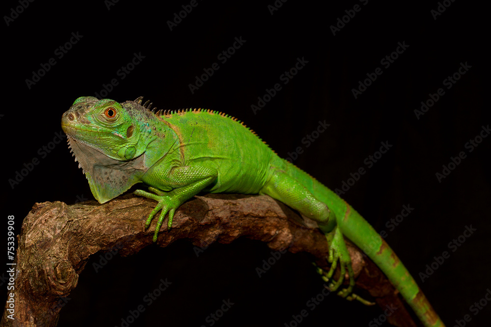 Fototapeta premium iguana