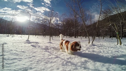 Cavalier King Charles Spaniel