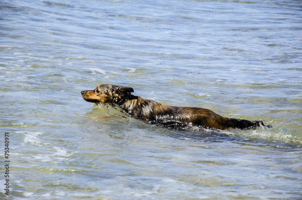Fototapeta premium Cane in mare