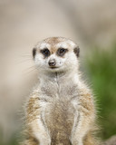 Watchful Meerkat