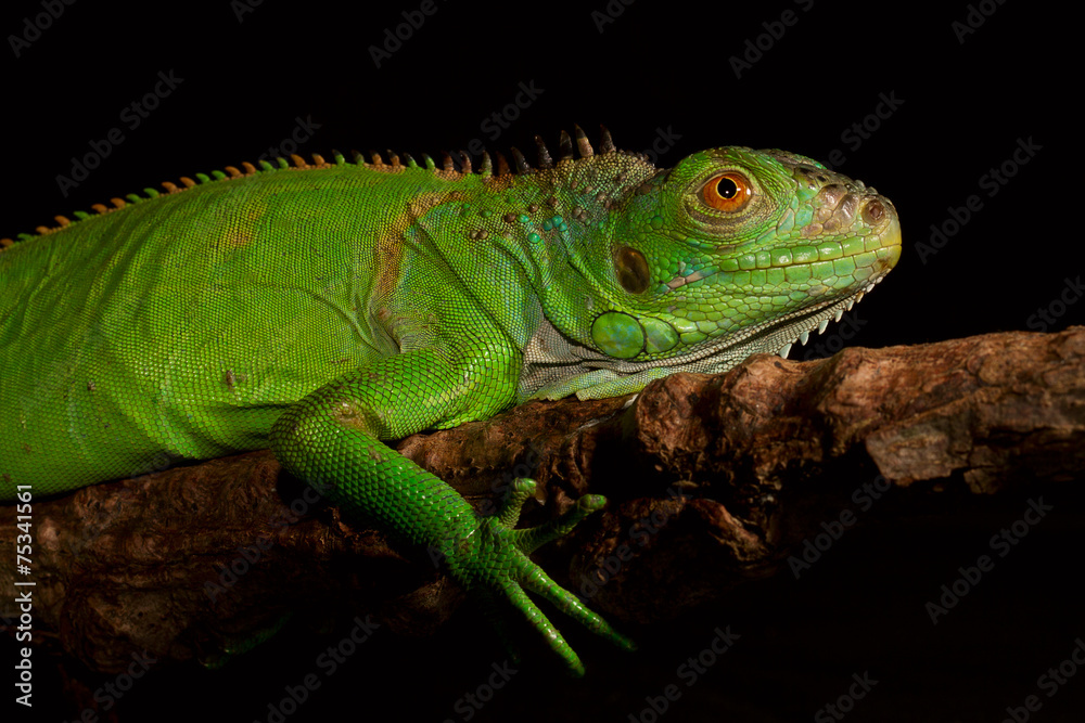 Fototapeta premium iguana
