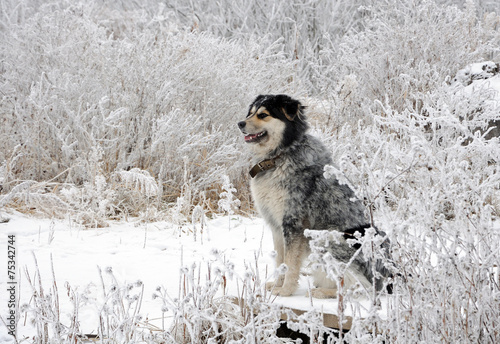 White hoarfrost and dog