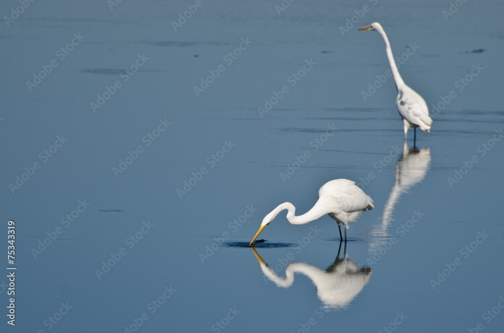 Fototapeta premium Two Great Egrets Hunting for Fish