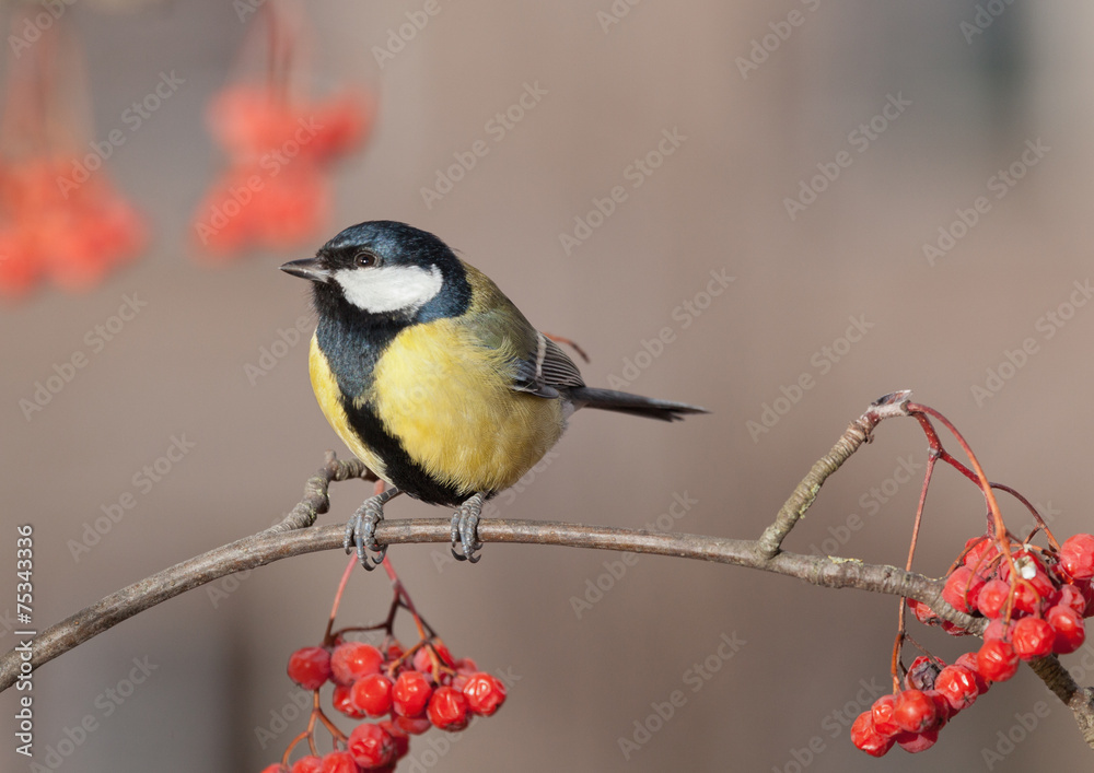 Naklejka premium Great Tit - Parus major