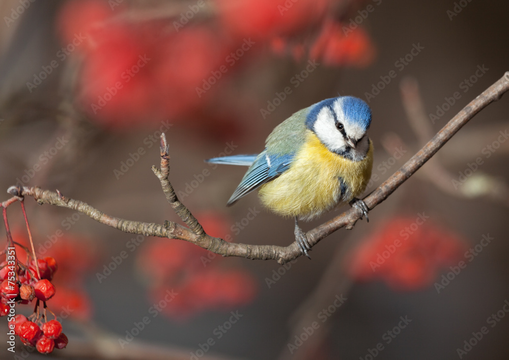Fototapeta premium Blue Tit
