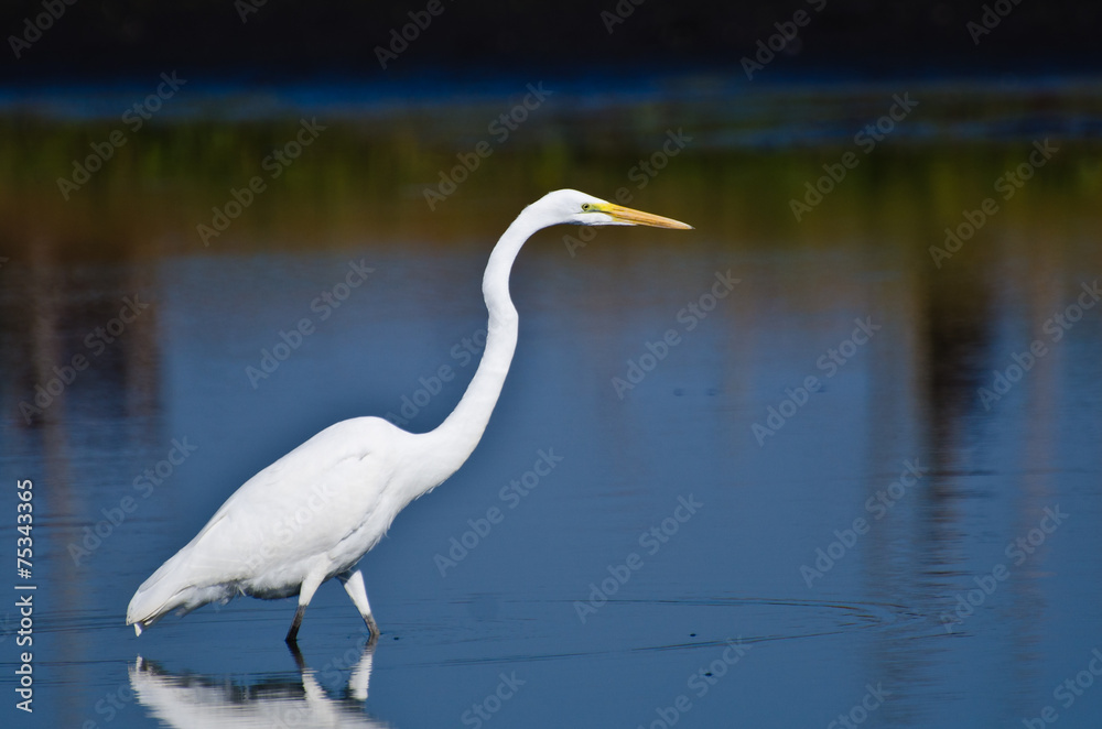 Great Egret Hunting for Fish in Autumn Great Egret Hunting for Fish in Autumn