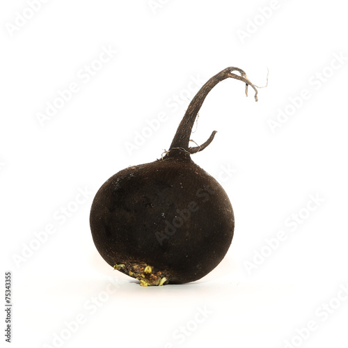 A black radish (Raphanus niger) on the white backgrpund