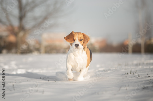 Beautiful Beagle dog winter portrait