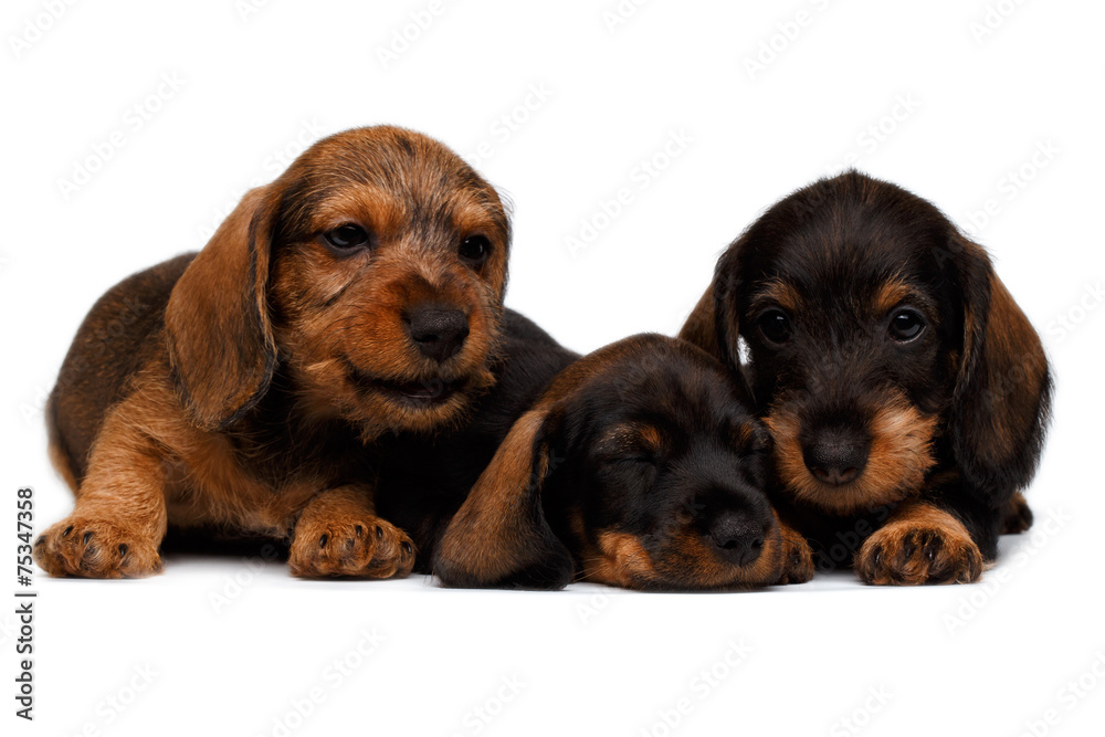 three Dachshund puppies