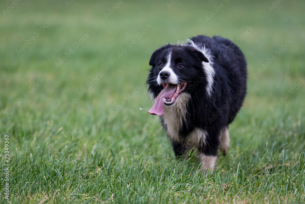 Fototapeta premium Border Collie