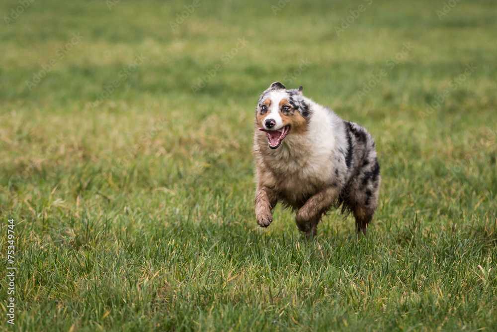 Australian Shepherd Dog