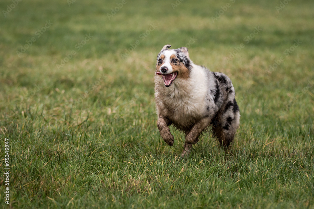 Australian Shepherd Dog