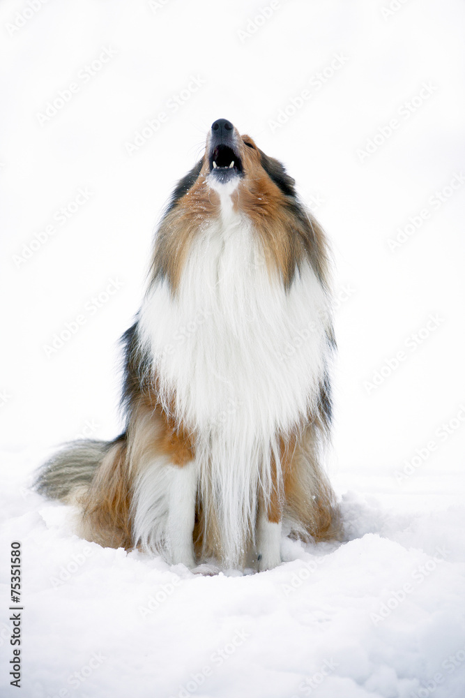 Rough Collie in winter forest