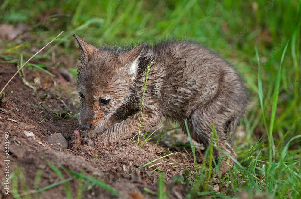 Coyote Pup (Canis latrans) Digs Up Buried Piece of Meat