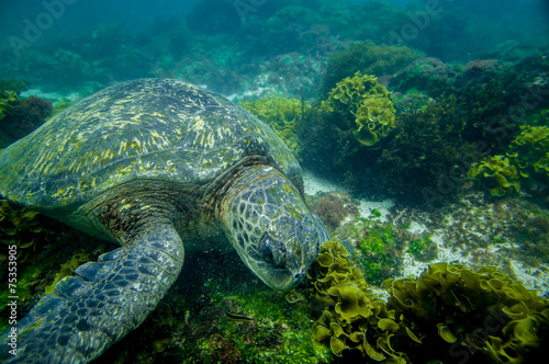 marine turtle swimming underwater