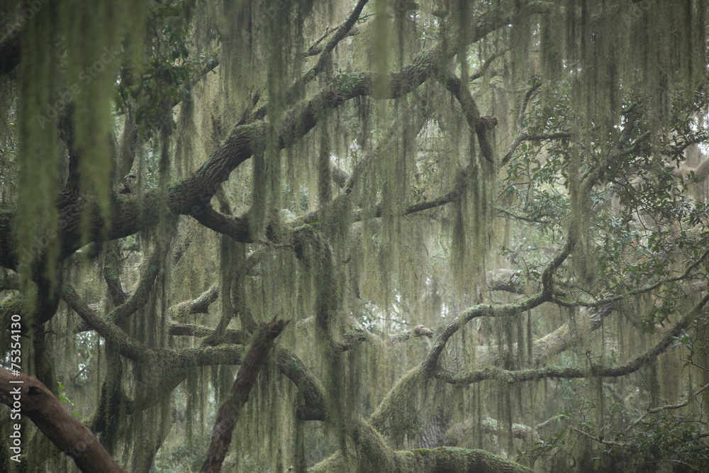 Fototapeta premium Trees with Spanish Moss haning from the branches