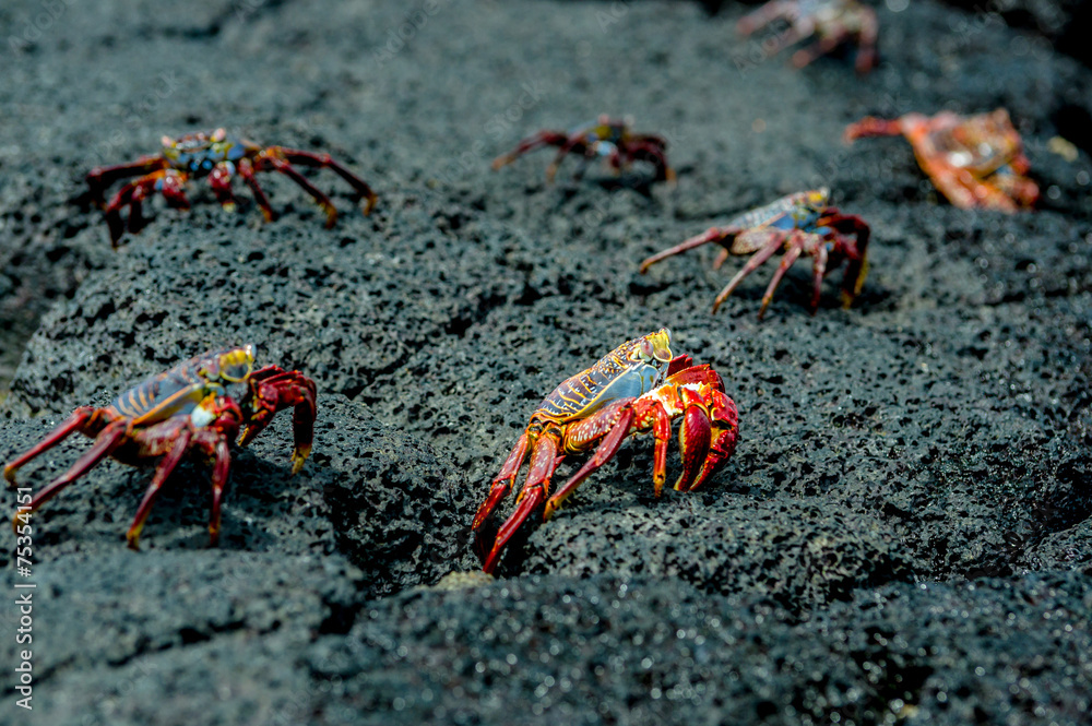 red crabs in rocks galpagos islands