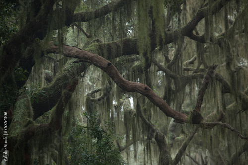 Trees with Spanish Moss haning from the branches photo