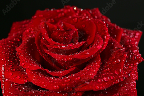 Fototapeta Naklejka Na Ścianę i Meble -  Beautiful red rose close-up