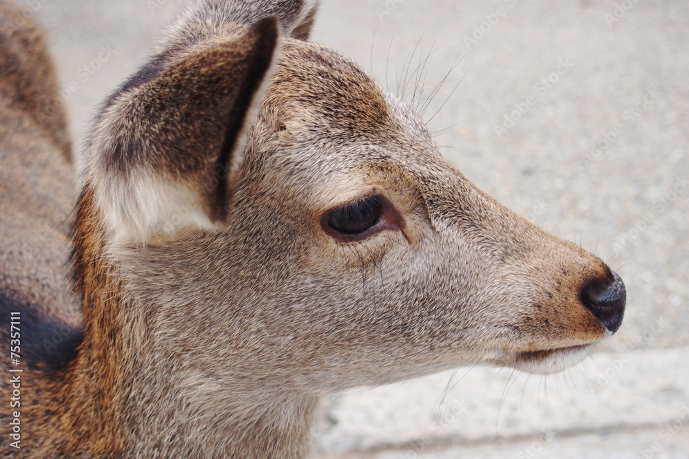 Deer on the street Deer on the street