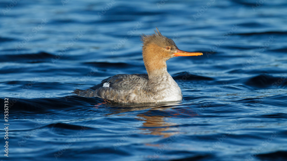 Female Red-breasted Merganser