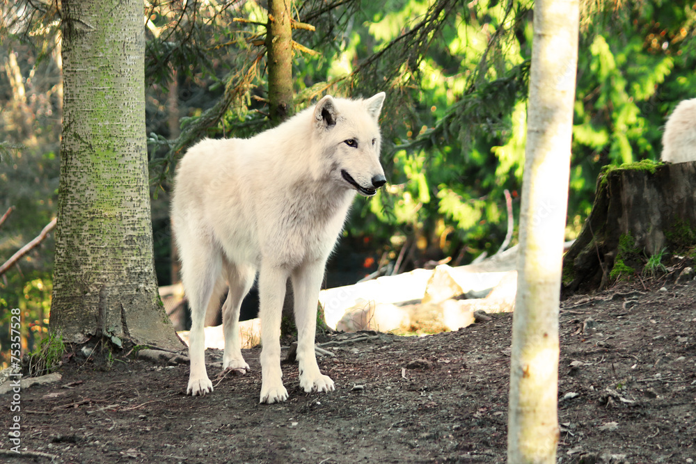 Arctic White Wolf Canis lupus arctos aka Polar Wolf Arctic White Wolf Canis lupus arctos aka Polar Wolf