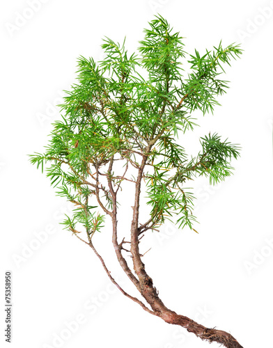 green juniper on white photo