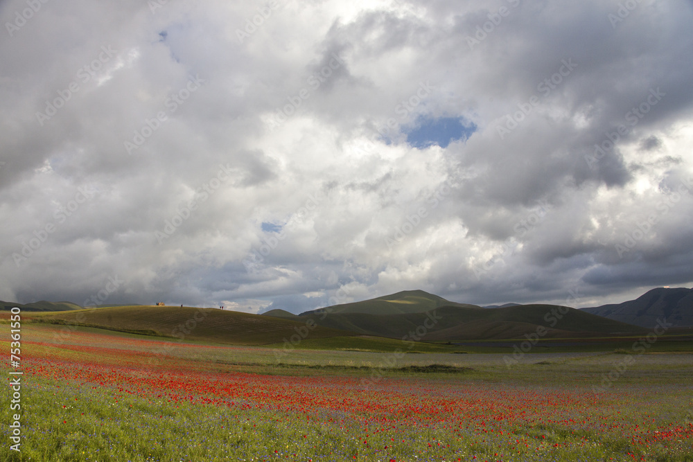 Casteluccio di Norcia,fioritura della lenticchia, campo fiorito