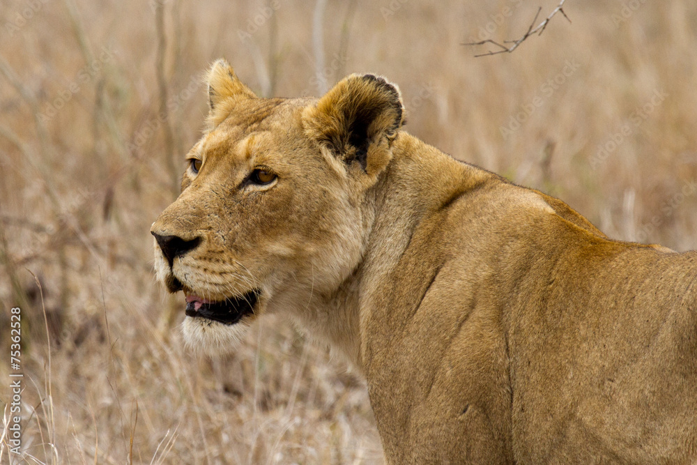 Obraz premium Lion - South Africa