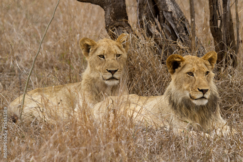 Fototapeta premium Lion - South Africa